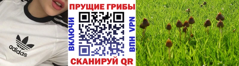кракен онион  цена наркотик  Фрязино  Галлюциногенные грибы MAGIC MUSHROOMS 